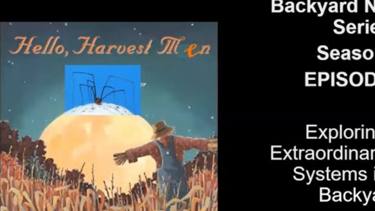 Hello Harvest Men! – Backyard Naturalist