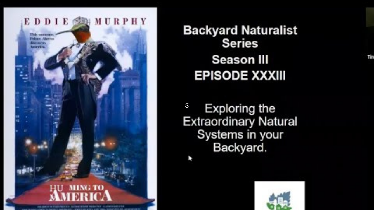 Humming to America - Backyard Naturalist Series