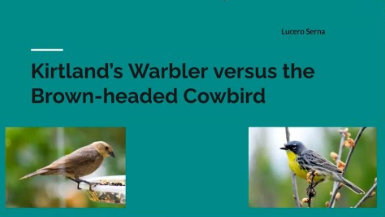 Kirtland's Warbler versus the Brown-headed Cowbird - An Evolutionary Arms Race