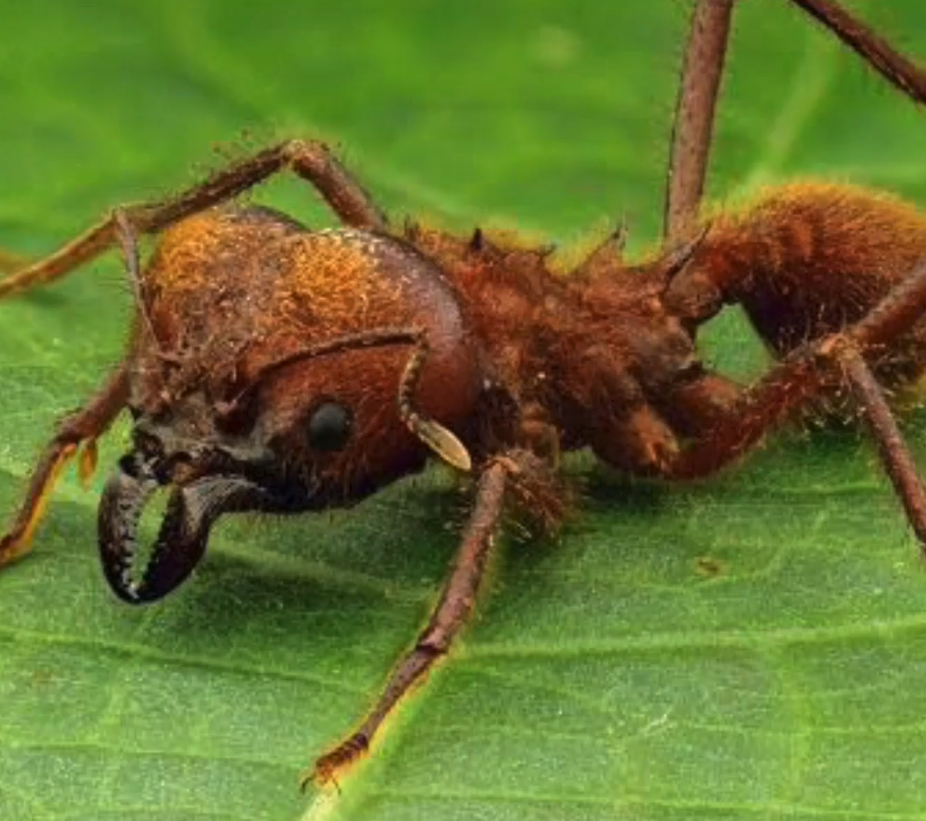 Leafcutter Ant - La Hormiga Cortadora de Hojas