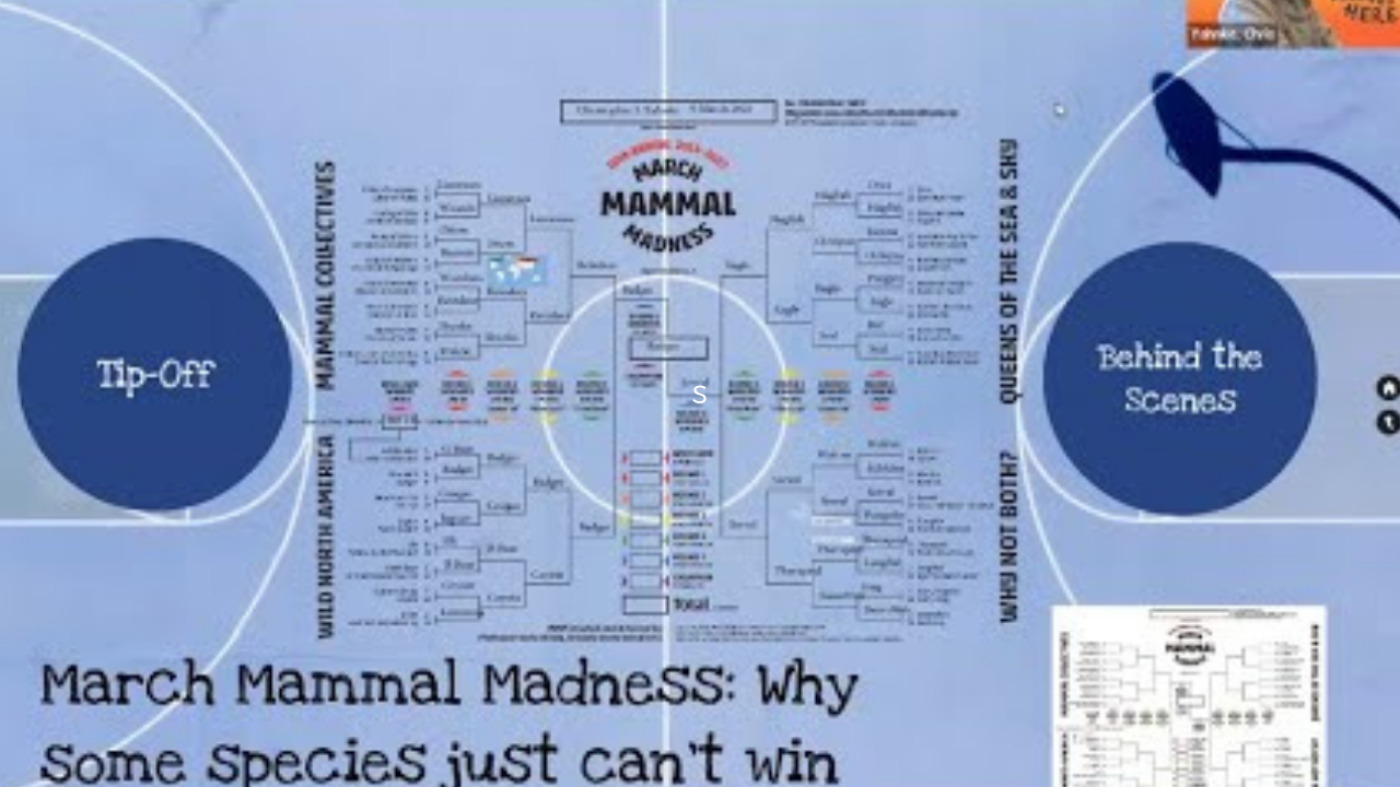 March Mammal Madness - Backyard Naturalist Series