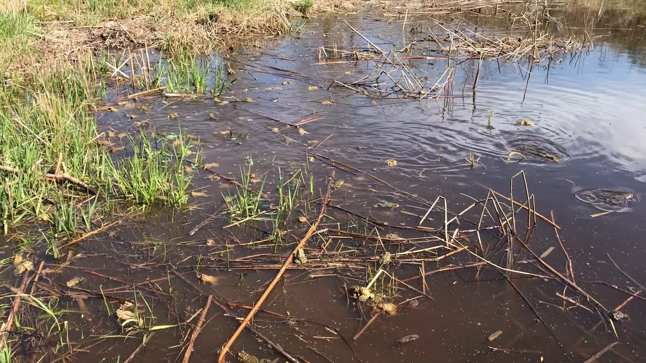 Ask A Naturalist: Amphibians in the Ephemeral Pond