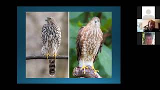 Most Commonly Misidentified Birds (Recorded Live Lecture)