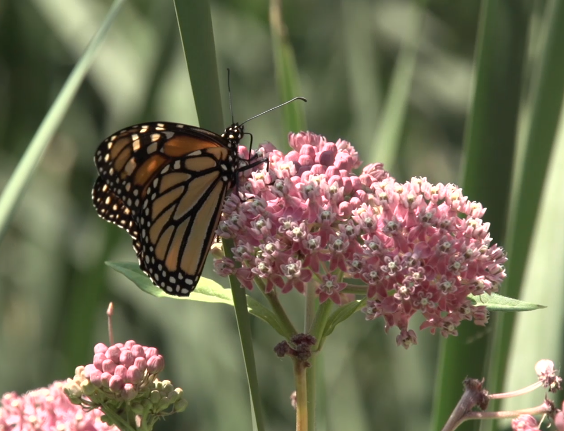 How to Raise Monarchs at Home