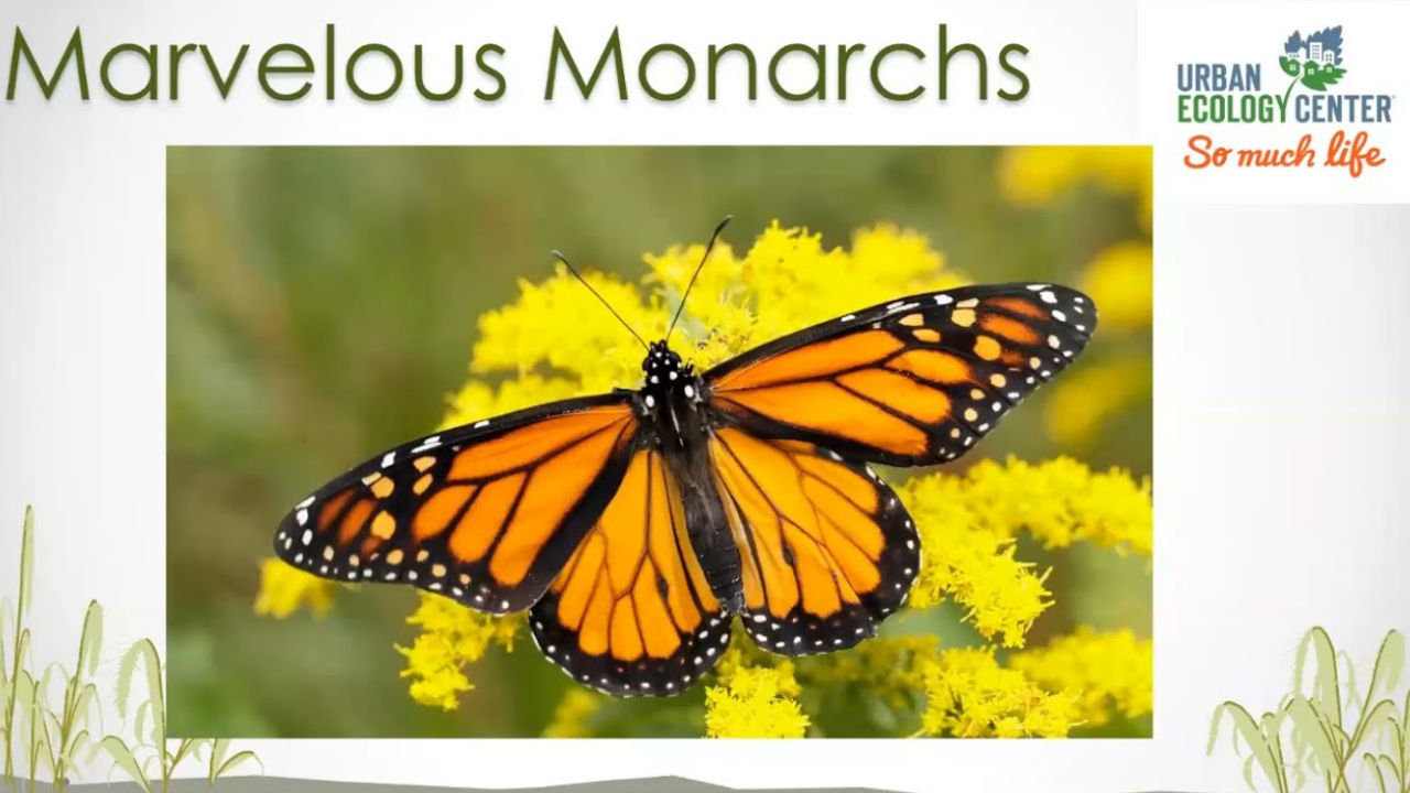 Marvelous Monarchs - Backyard Naturalist