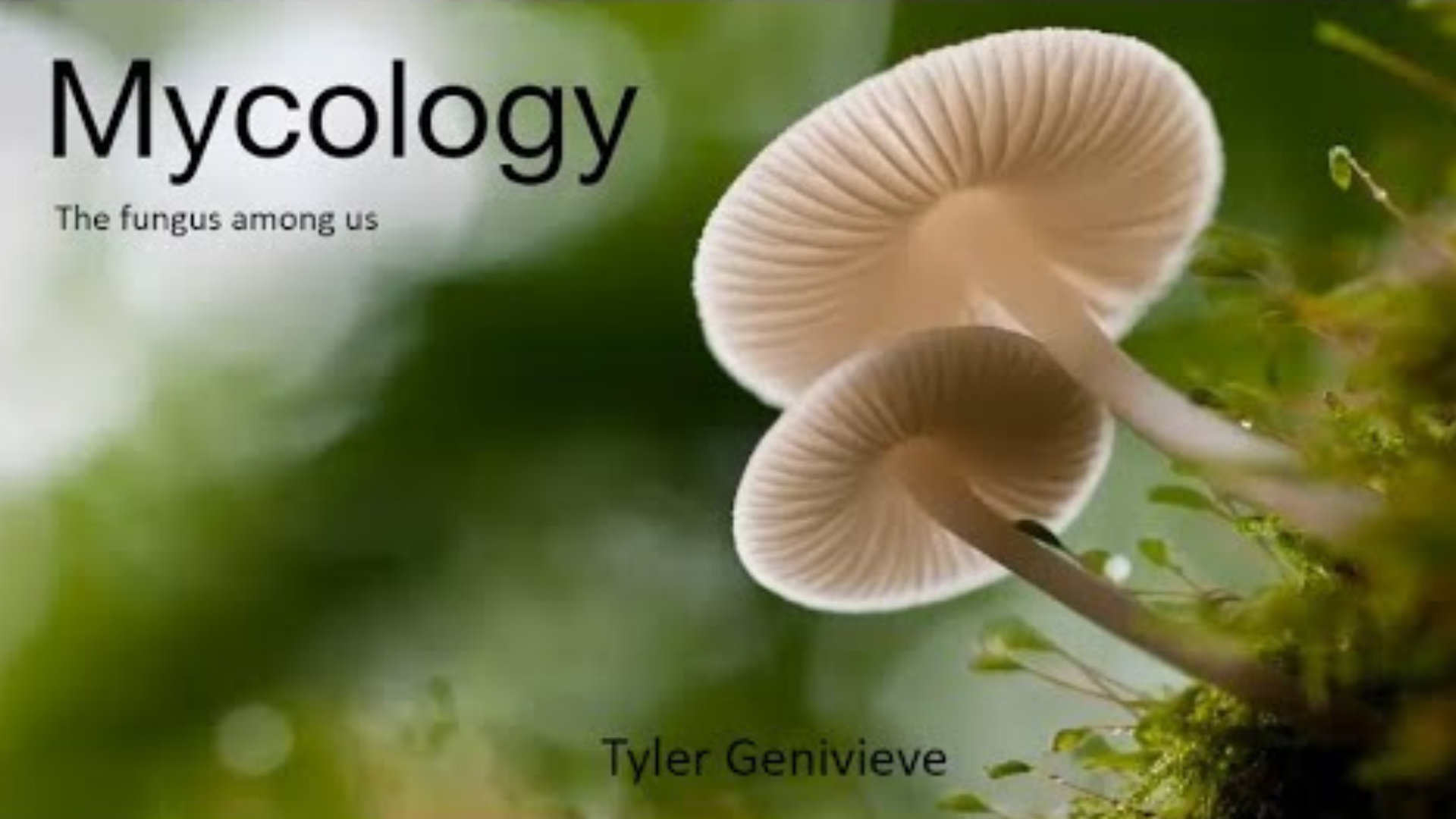 Mycology: The Fungus Among Us - Virtual Backyard Naturalist Series