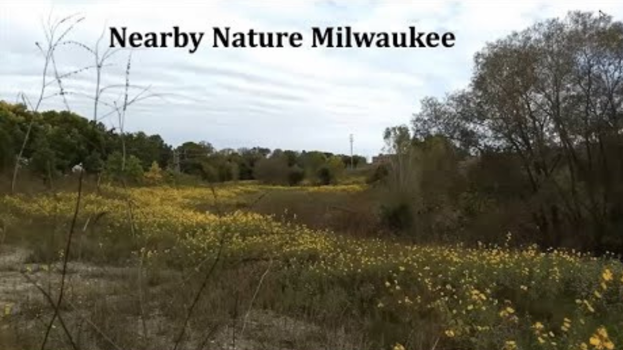 Finding Surprises on Lincoln Creek with Nearby Nature Milwaukee
