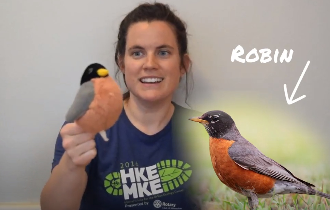 Learn how to listen for bird calls