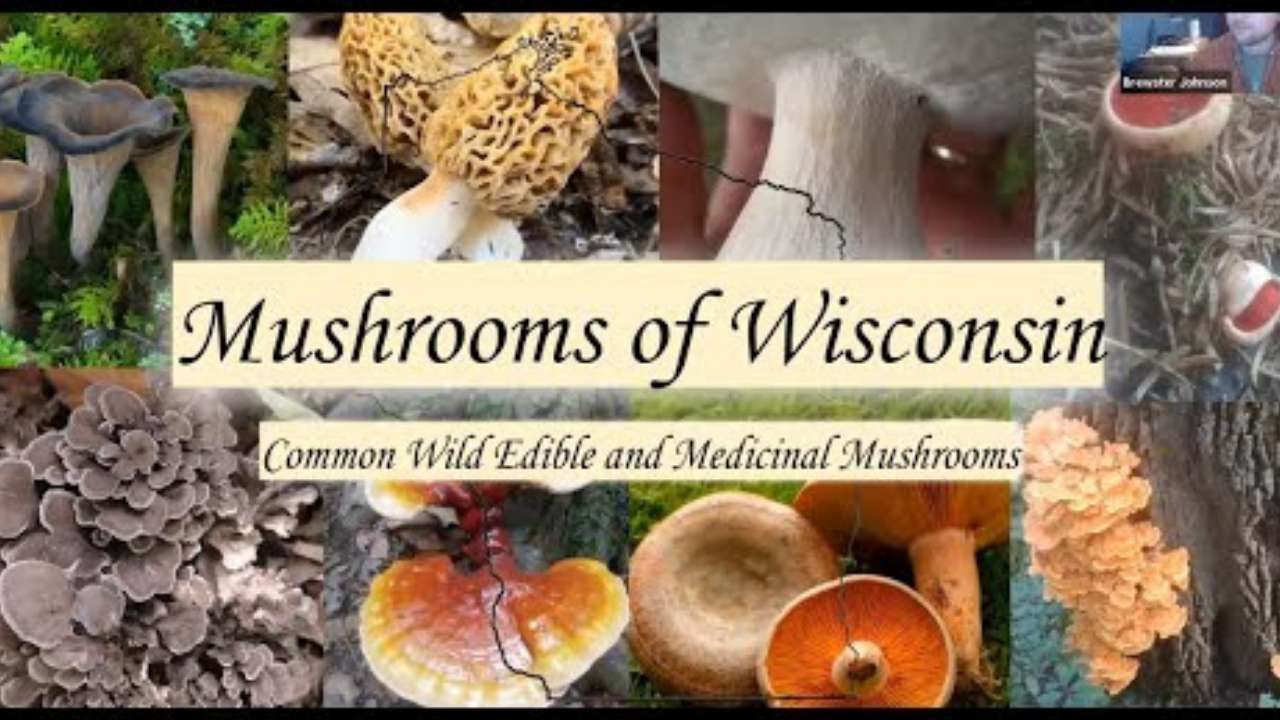 Mushrooms in Wisconsin