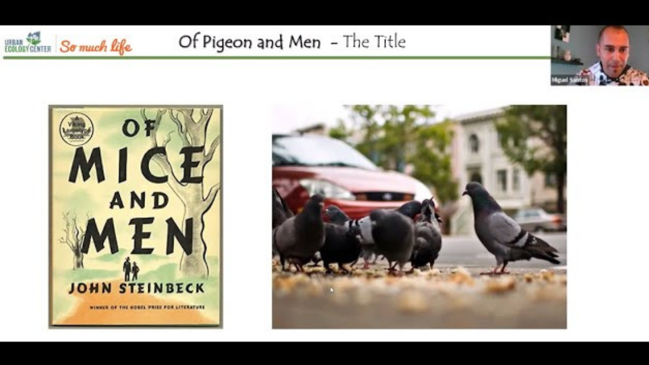 Backyard Naturalist, Of Pigeons and Men