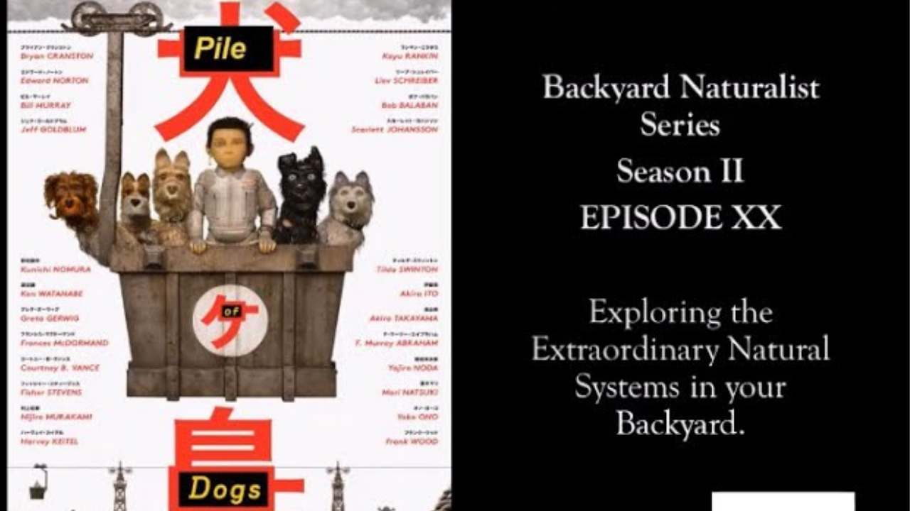 Backyard Naturalist: Pile of Dogs