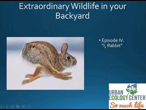 Extraordinary Wildlife in Your Backyard. Season 1, Episode IV: I, Rabbit