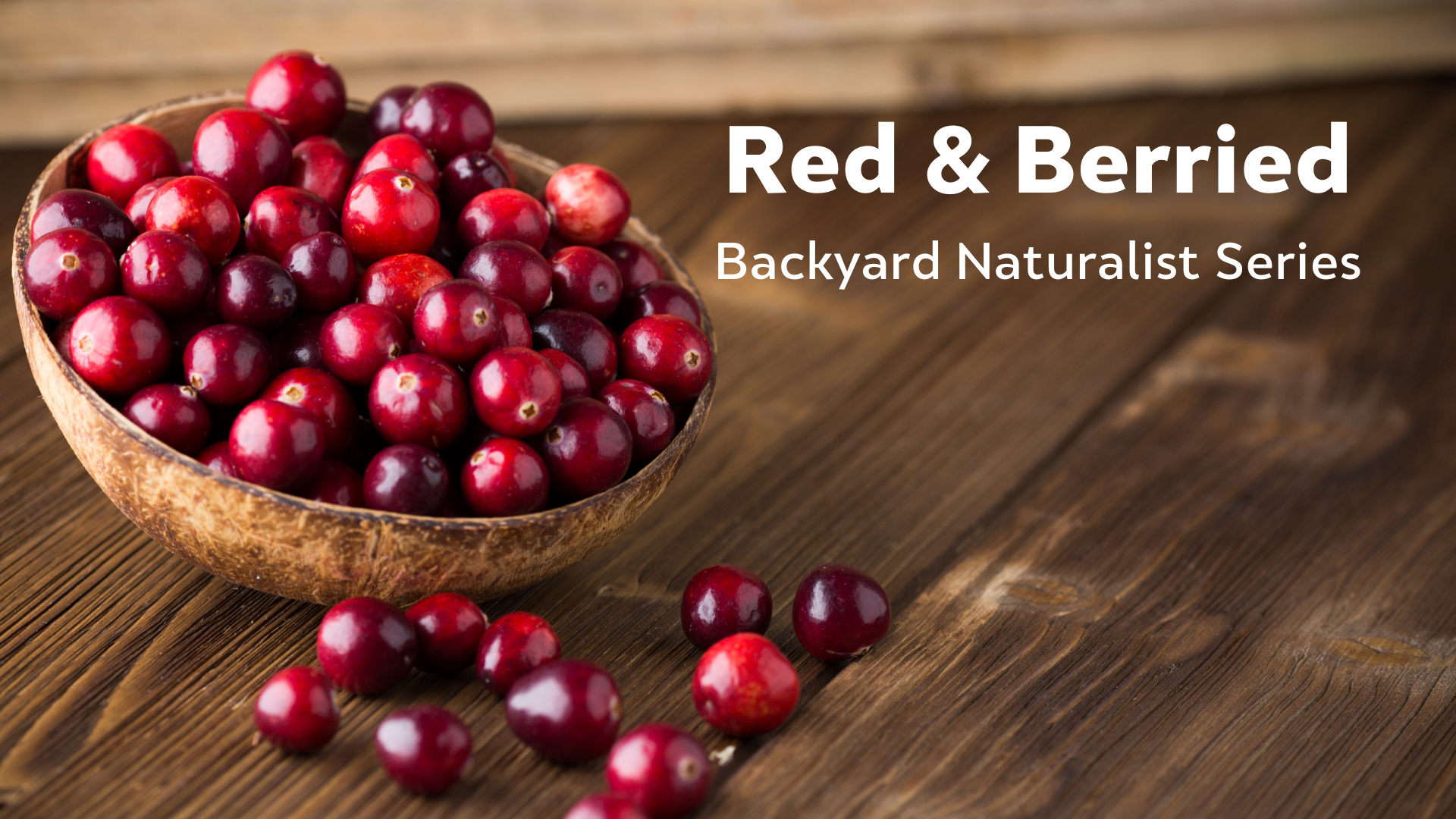 Red & Berried - Backyard Naturalist Series