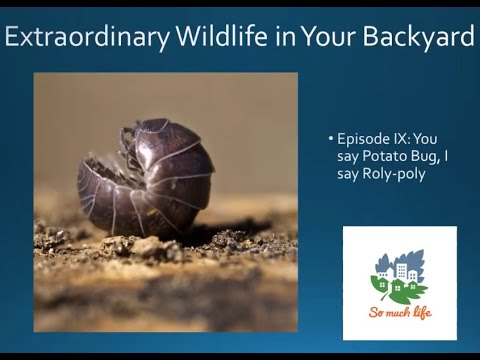 Extraordinary Wildlife in Your Backyard. Season 1, Episode IX: “You say potato bug, I say roly-poly”