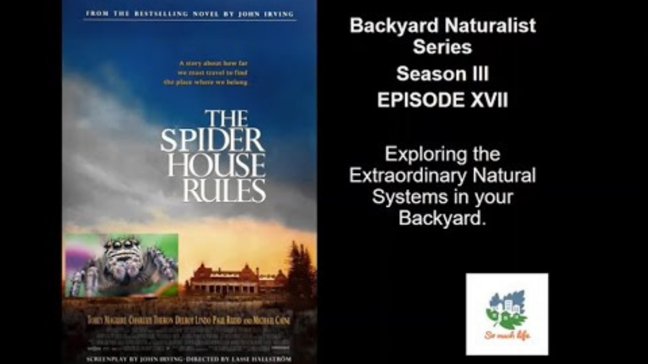 The Spider House Rules – Backyard Naturalist Series