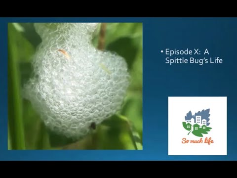 Extraordinary Wildlife in Your Backyard. Season 1, Episode X: A Spittlebug's Life