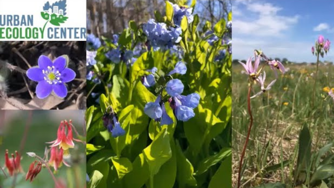 Virtual Yardversity Lecture – Spring Ephemeral Wildflowers of Wisconsin