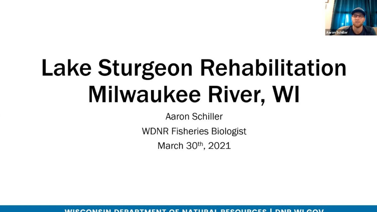 Milwaukee River Sturgeon Rehabilitation Program – Backyard Naturalist