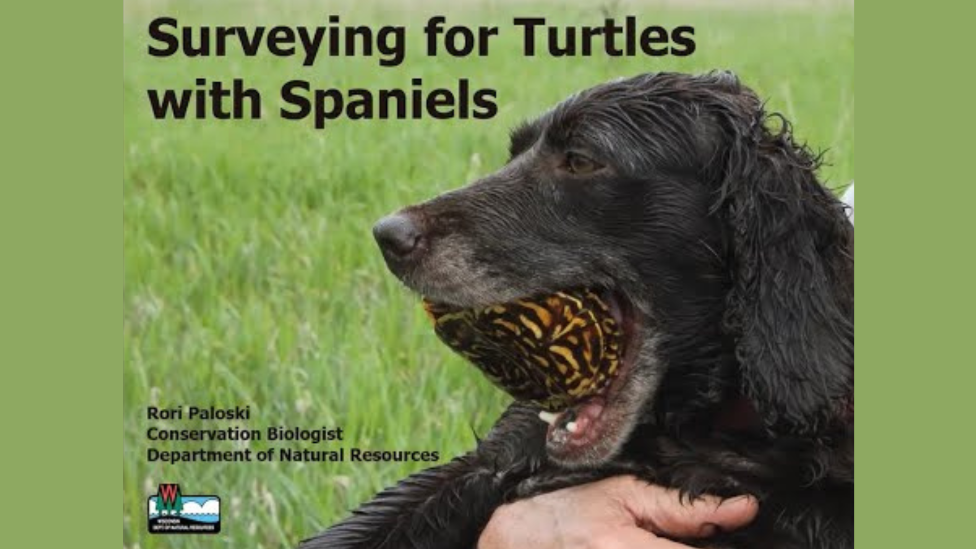 Surveying for Turtles with Spaniels – Backyard Naturalist Series