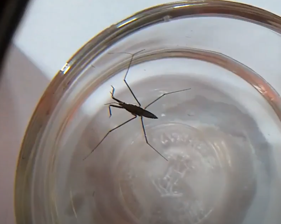 Chad the Nature Dad: Water Striders (Episode 8)