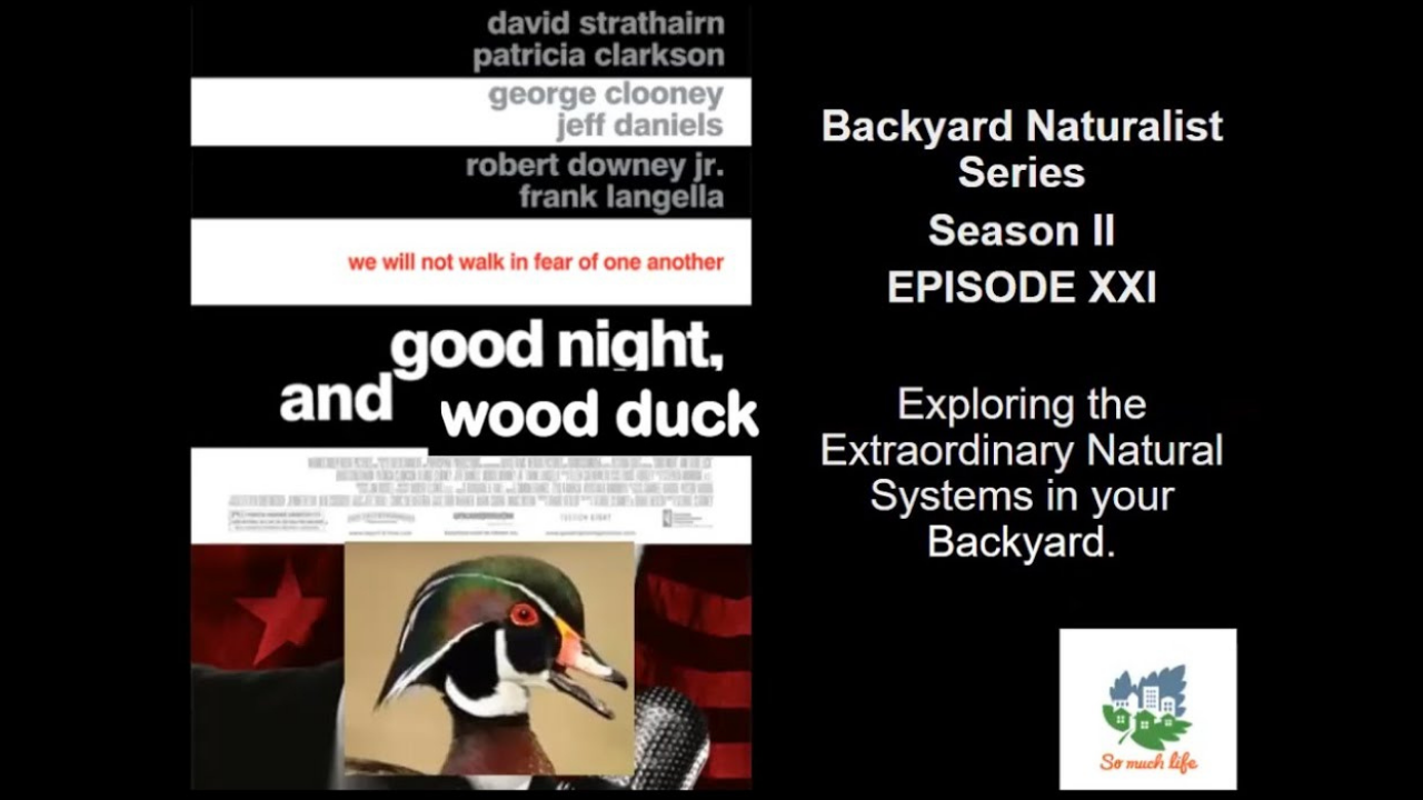 Backyard Naturalist: Good Night and Wood Duck