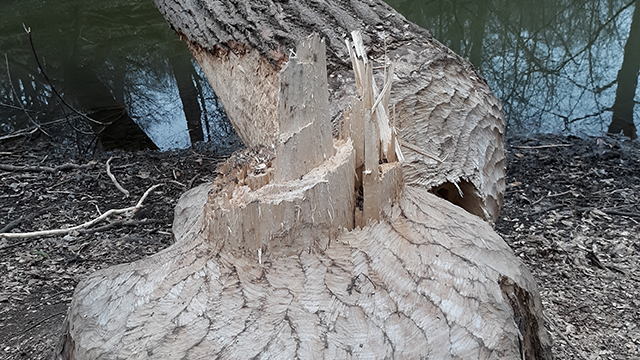 Beaver tree web2