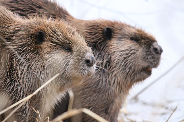 American Beaver by the Milwaukee River