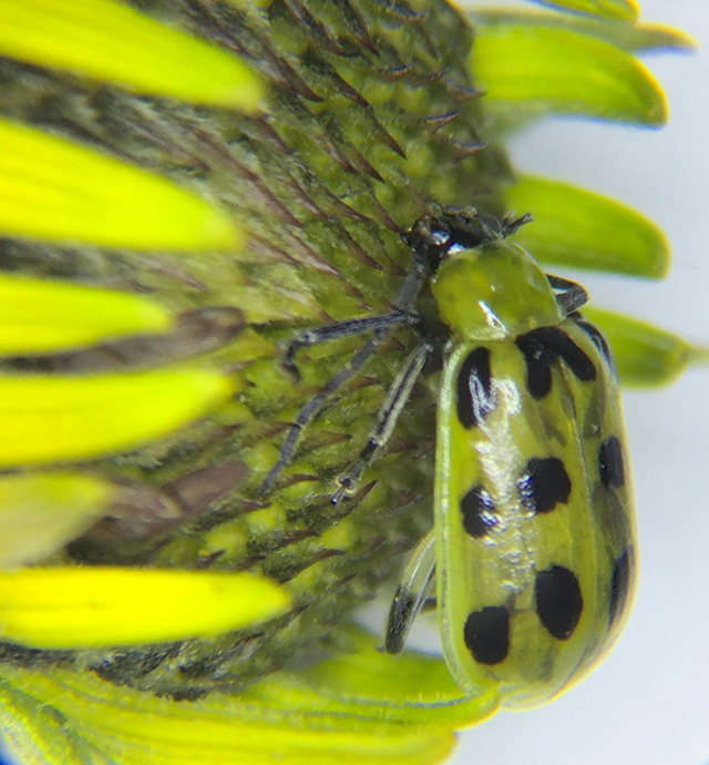 Brilliantly colored green beetle