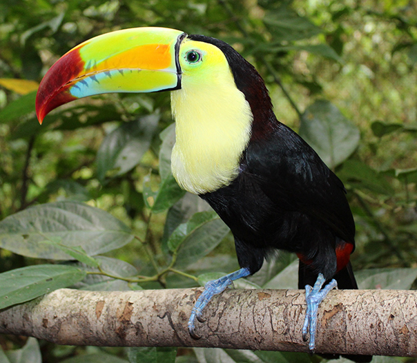 Colorful toucan