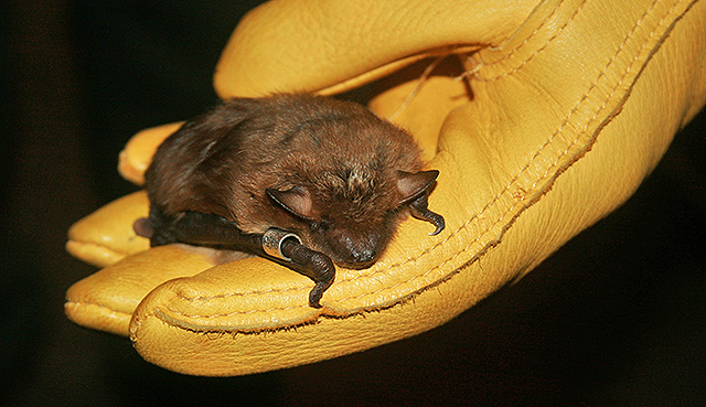 big brown bat photo by Joe Meyer