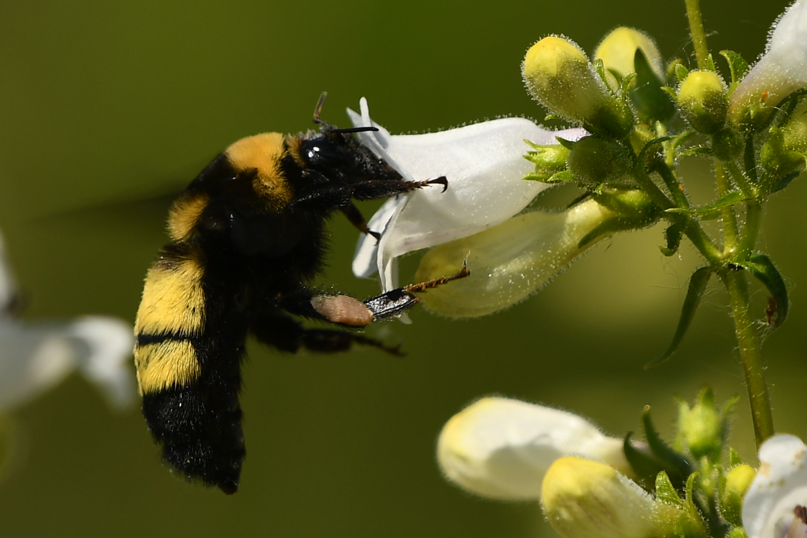 Black and Gold Bumblebee