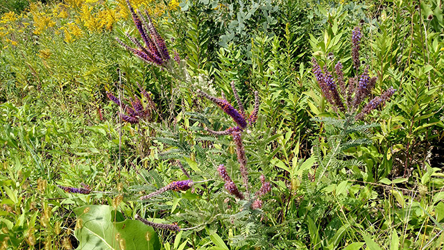 Leadplant, a purple and silver plant native to Wisconsin