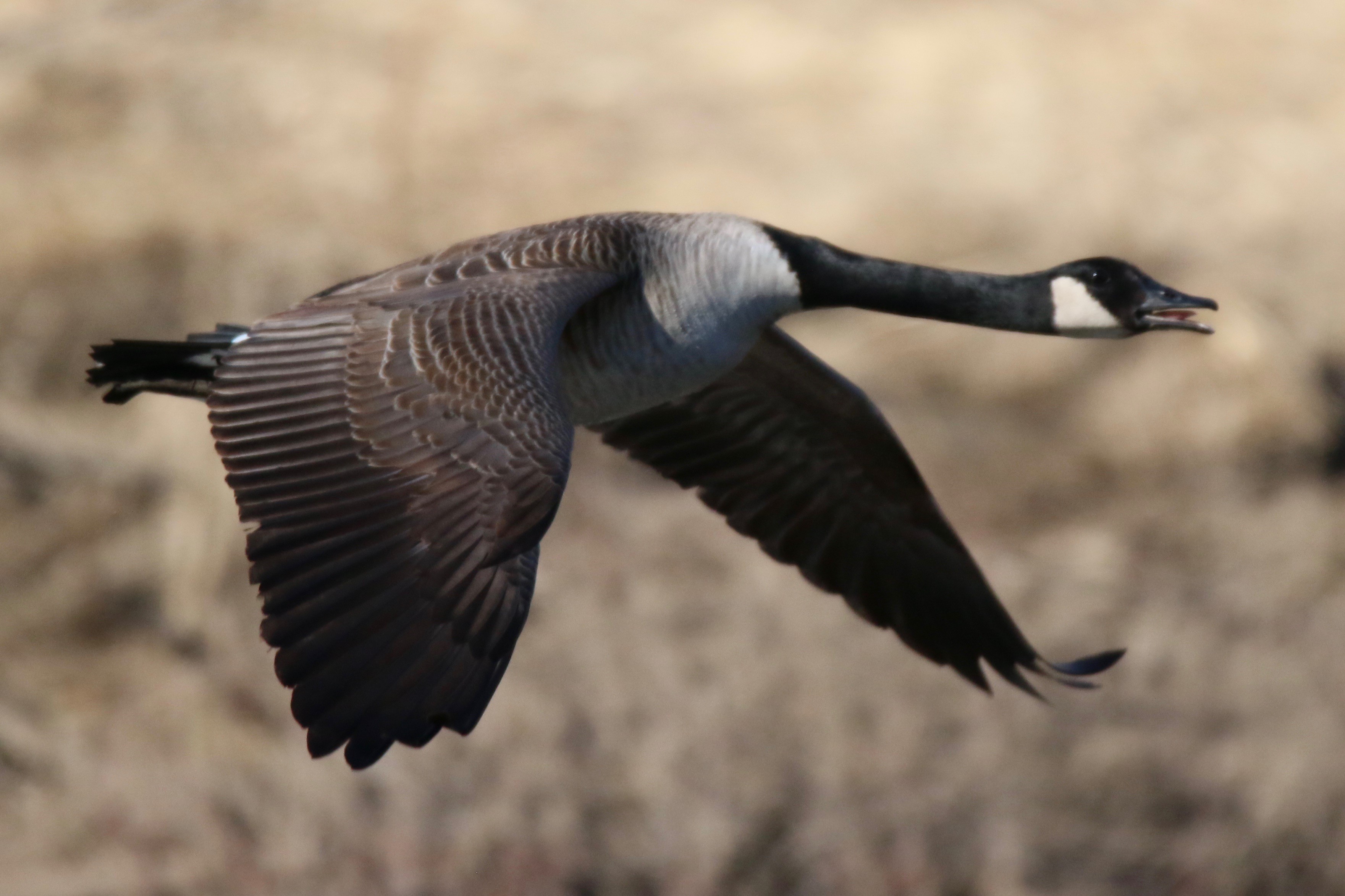 CanadaGoose