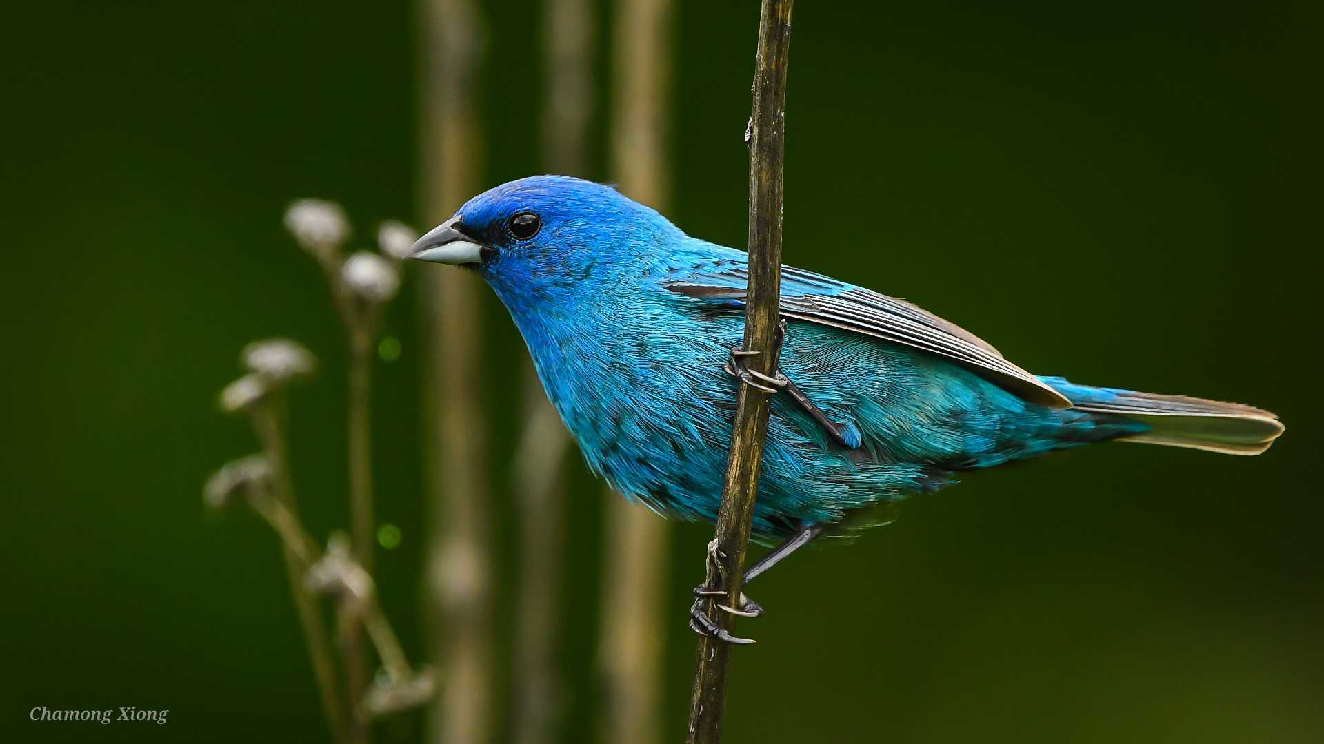 Chamong indigo bunting