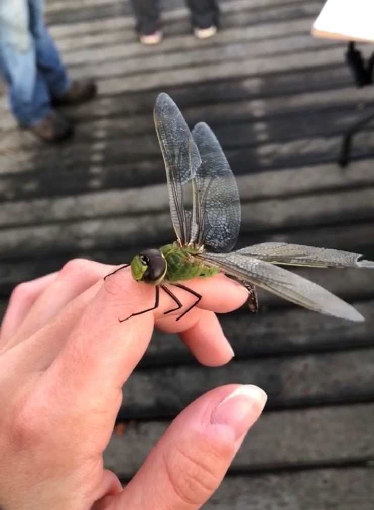 Common Green Darner