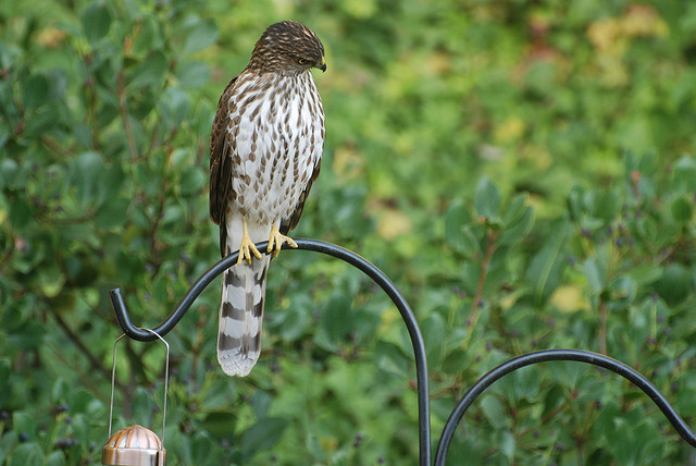 Coopers at feeder