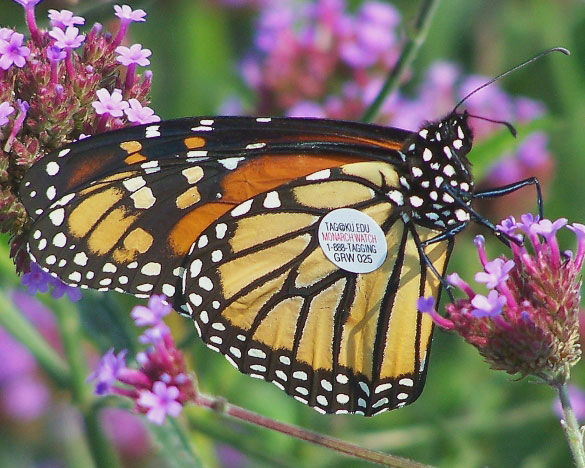 Danaus-plexippus-photo-19