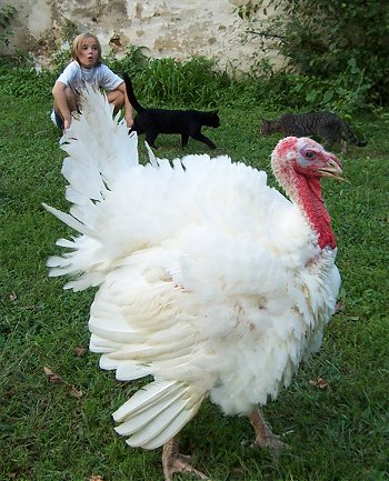 Domestic Turkey male