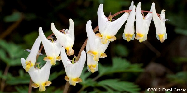 Dutchman breeches