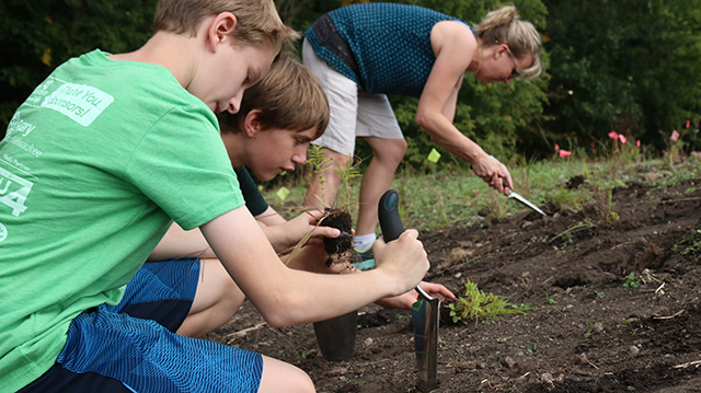 planting