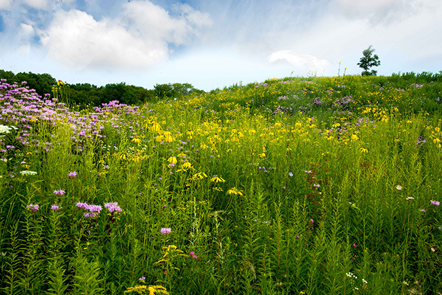 Field blog