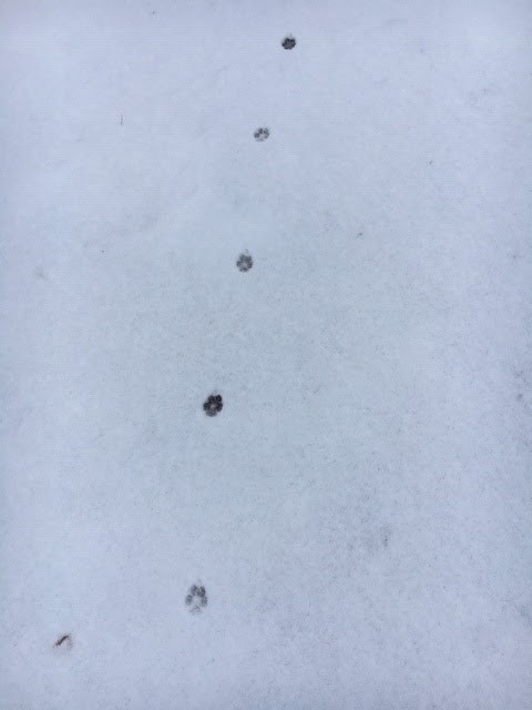 Figure 1. Fox tracks photo by Brynne Drohan