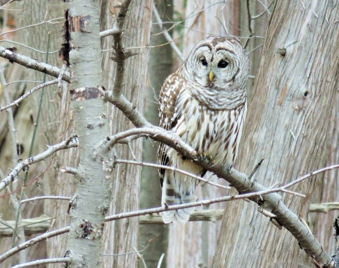 Figure 2. Barred Owl