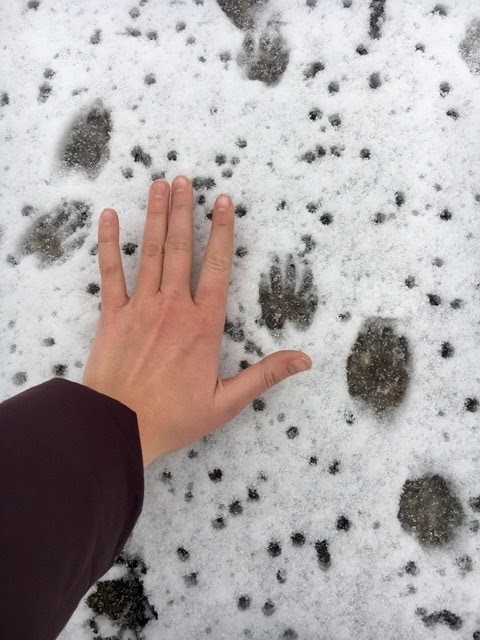 Figure 2. Raccoon tracks photo by Brynne Drohan