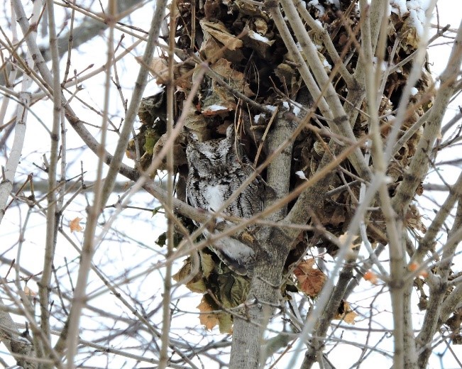 Figure 3. Eastern Screech Owl by Ethan Bott