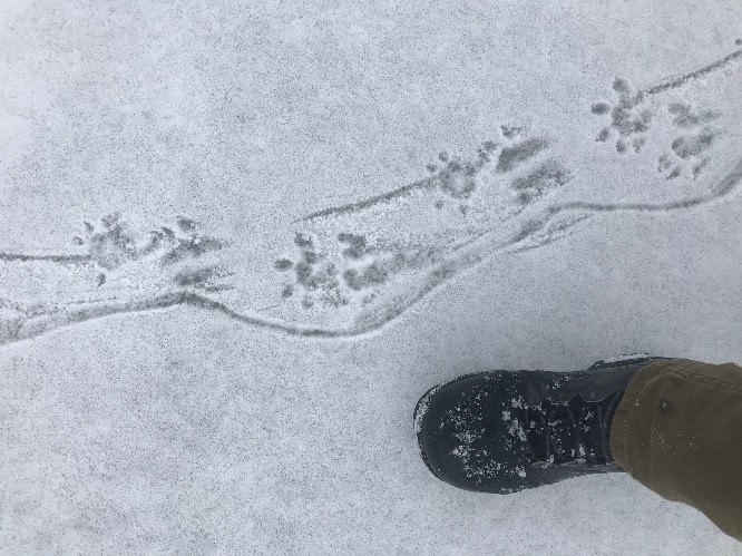 Figure 3. Oppossum tracks photo by Michaela Rosenthal