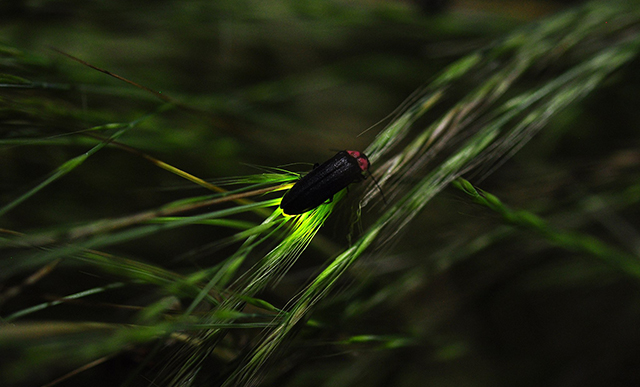 Glowing firefly on grass