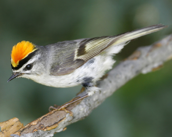 Golden-crowned Kinglet fluffed crown