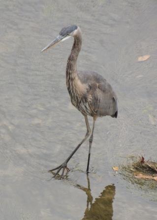 Great Blue Heron