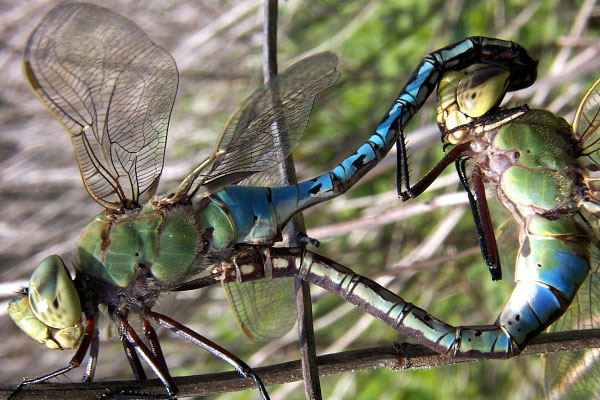 Green darner mating med